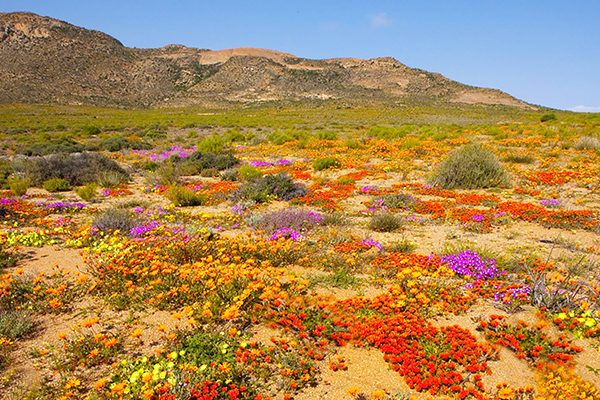 10 Spectacular Places to See the Cape's Flowers